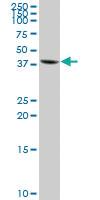 Anti-RNF133 Mouse Polyclonal Antibody