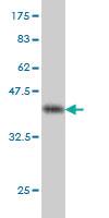 Anti-RFC4 Mouse Monoclonal Antibody [clone: 1C12]