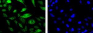 Anti-MRE11A Rabbit Polyclonal Antibody