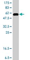 Anti-TARDBP Mouse Polyclonal Antibody