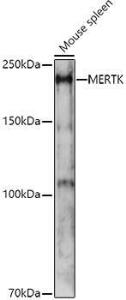 Western blot analysis of extracts of Mouse spleen, using Anti-MERTK Antibody (A11835) at 1:1000 dilution