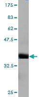 Anti-HERC3 Mouse Monoclonal Antibody [clone: 2C1]