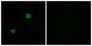 Antibody anti-APOL4 A98666-100 100 µg