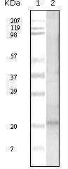 Anti-TNFSF15 Rabbit Polyclonal Antibody