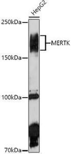 Western blot analysis of extracts of HepG2 cells, using Anti-MERTK Antibody (A11835) at 1:1000 dilution