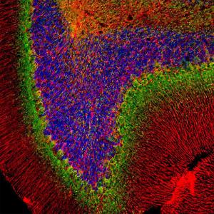 Immunofluorescent analysis of rat cerebellum section stained with Anti-Alpha-Internexin Antibody (1:2,000 / green) and Anti-GFAP Antibody (A85307 / 1:5,000 / red). Blue is DAPI staining of nuclear DNA.