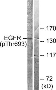 Western blot analysis of lysates from A431 cells using Anti-EGFR (phospho Thr693) Antibody. The right hand lane represents a negative control, where the Antibody is blocked by the immunising peptide