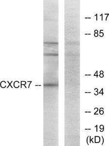 Western blot analysis of lysates from COS7 cells using Anti-CXCR7 Antibody. The right hand lane represents a negative control, where the Antibody is blocked by the immunising peptide