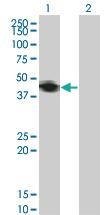 Anti-RNF133 Mouse Monoclonal Antibody [clone: 3D6]