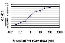 Anti-SEPHS2 Mouse Monoclonal Antibody [clone: 2G9]