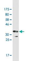 Anti-HERC3 Mouse Monoclonal Antibody [clone: 2C1]