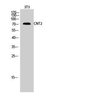 Western blot analysis of 3T3 cells using Anti-SLC28A2 Antibody