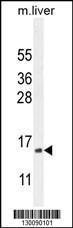 Anti-CPLX3 Rabbit Polyclonal Antibody (HRP (Horseradish Peroxidase))