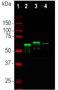 Western blot analysis of whole tissu