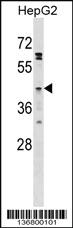 Anti-FFAR4 Rabbit Polyclonal Antibody