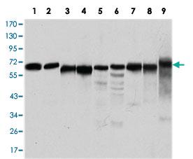 Anti-PRKAA1 Mouse Monoclonal Antibody [clone: 2B7]