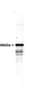 Western blot of whole rat spinal cord homogenate stained with Anti-Alpha-Internexin Antibody (1:20,000). A prominent band running at ~66 kDa is apparent, as well as smaller lower bands which are apparently degradation products.