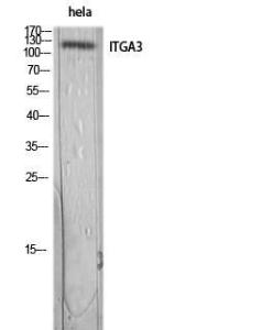 Anti-ITGA3 antibody