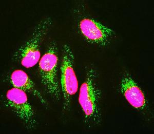 HeLa cells staining with Anti-Lamin A/C Antibody (red), Anti-Lamp1 Antibody (A85309 / green) and DAPI (DNA / blue