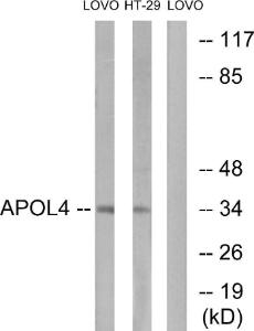 Antibody anti-APOL4 A98666-100 100 µg