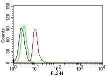 Anti-Cyclin D1 antibody