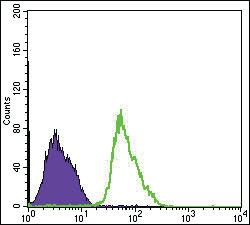 Anti-PRKAA1 Mouse Monoclonal Antibody [clone: 2B7]