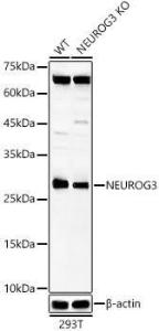 Western blot analysis of extracts from wild type(WT) and NEUROG3 knockout (KO) 293T(KO) cells, using Anti-Neurogenin3 / NGN-3 Antibody (A307932) at 1:1000 dilution