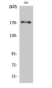 Western blot analysis of various cells using Anti-EGFR (phospho Thr693) Antibody