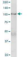 Anti-PTPRN Polyclonal Antibody Pair