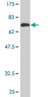 Anti-ARR3 Mouse Monoclonal Antibody [clone: 2D7]