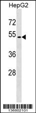 Anti-GPR171 Rabbit Polyclonal Antibody