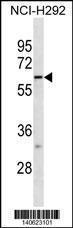 Anti-FUT10 Rabbit Polyclonal Antibody (PE (Phycoerythrin))