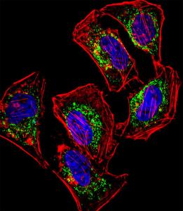 Anti-HEYL Rabbit Polyclonal Antibody