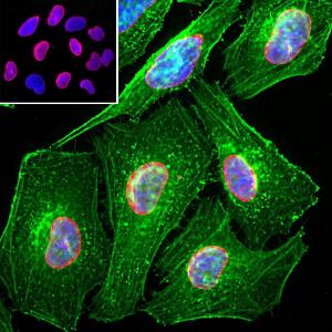 Immunofluorescent analysis of HeLa cells stained with Anti-Lamin A + C Antibody (A85443), at a dilution of 1:2,000 in red, and co-stained with Anti-Actin Antibody (A85388), at a dilution of 1:500, in green. The nuclear DNA is visualised in blue using Hoechst staining.