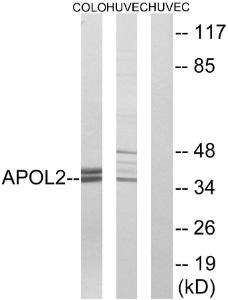 Western blot analysis of lysates from HUVEC and COLO cells using Anti-APOL2 Antibody The right hand lane represents a negative control, where the antibody is blocked by the immunising peptide