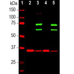 Western blot analysis of cytosolic or nuclear enriched fractions of cell lines probed with Anti-Lamin A + C Antibody (A85443), at a dilution of 1:1,000, in green