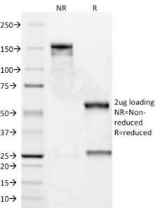 Anti-Cyclin D1 antibody