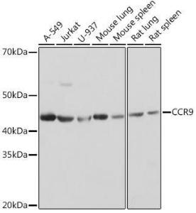 Western blot analysis of extracts of various cell lines, using Anti-CCR9 Antibody [ARC1706] (A307933) at 1:1,000 dilution