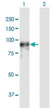 Anti-PDE4A Rabbit Polyclonal Antibody