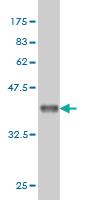 Anti-COX5B Mouse Monoclonal Antibody [clone: 1E8]