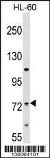 Anti-ERI2 Rabbit Polyclonal Antibody (FITC (Fluorescein Isothiocyanate))