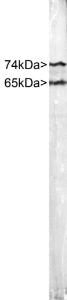 Strip blot of crude HeLa cell extract stained with Anti-Lamin A/C Antibody. Note two strong clean bands at 74 kDa and 65 kDa, corresponding to Lamins A and C.