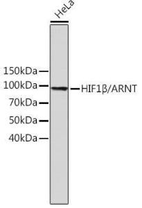 Anti-HIF1 beta Rabbit Monoclonal Antibody [clone: ARC0010]