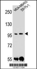 Anti-PCDH1 Rabbit Polyclonal Antibody (APC (Allophycocyanin))