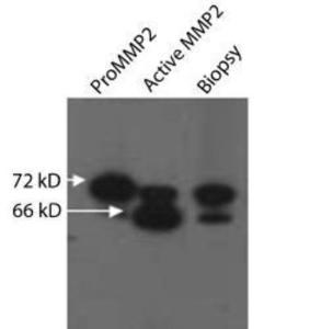 Anti-HIST3H3 Rabbit Polyclonal Antibody