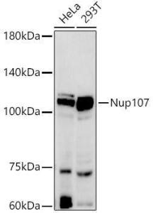 Western blot analysis of extracts of various cell lines, using Anti-Nup107 Antibody [ARC2942] (A306525) at 1:500 dilution. The secondary antibody was Goat Anti-Rabbit IgG H&L Antibody (HRP) at 1:10,000 dilution.