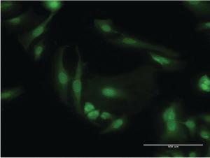 Anti-PDE6D Mouse Monoclonal Antibody [clone: 4H6]