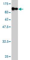 Anti-H5N1 Mouse Monoclonal Antibody [clone: 1B8]