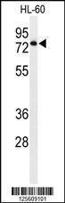 Anti-ENPP7 Rabbit Polyclonal Antibody (PE (Phycoerythrin))