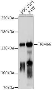 Western blot analysis of extracts of various cell lines, using Anti-TRIM66 Antibody (A306528) at 1:1,000 dilution The secondary antibody was Goat Anti-Rabbit IgG H&L Antibody (HRP) at 1:10,000 dilution Lysates/proteins were present at 25 µg per lane